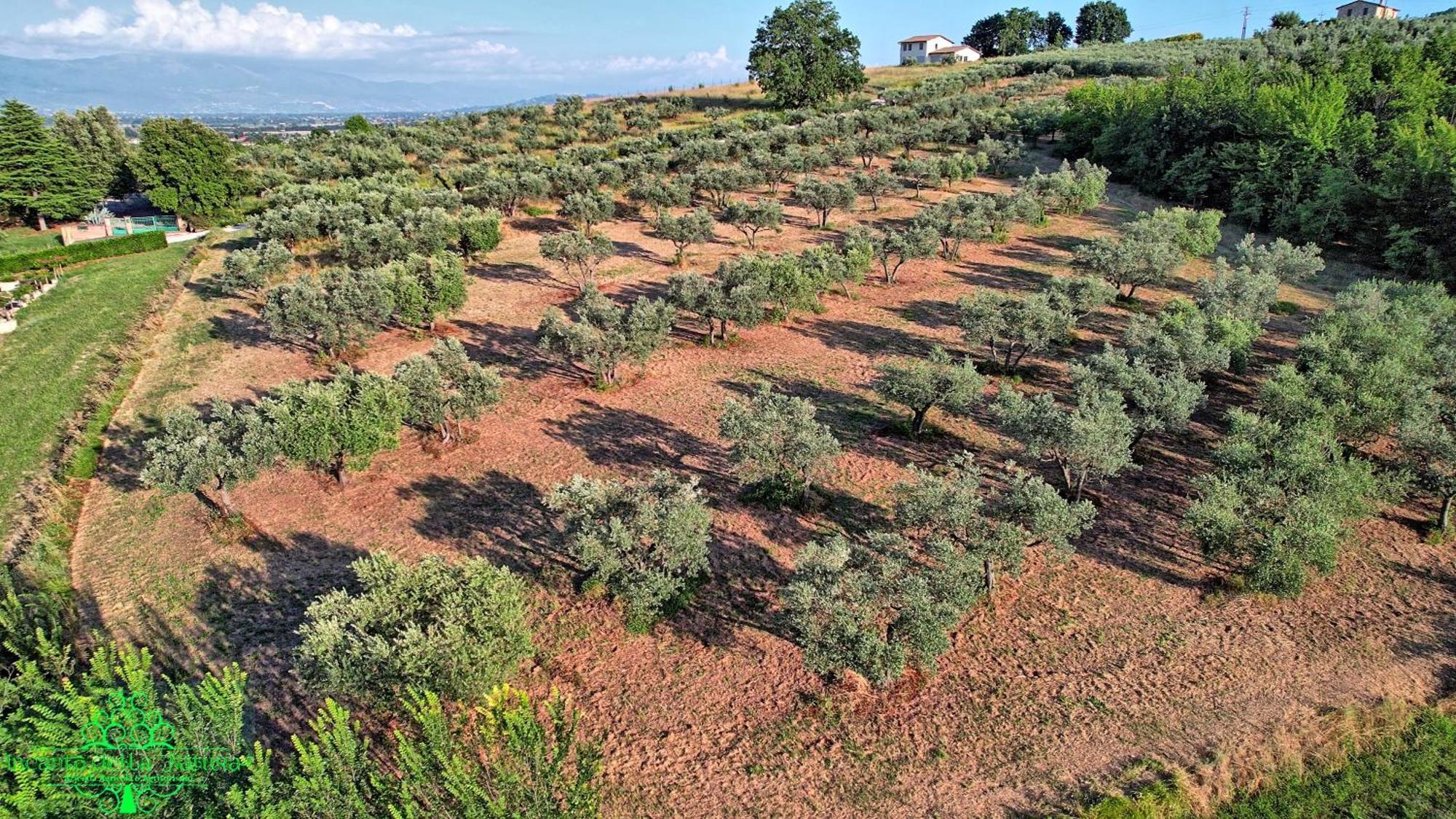Agriturismo Incanto Della Natura Cannara Exterior foto